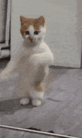 kitten-dance.gif