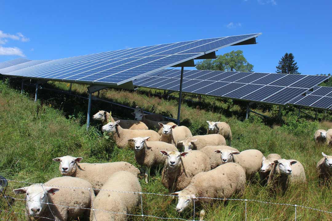 lamb-grazing-solar-panels.jpg