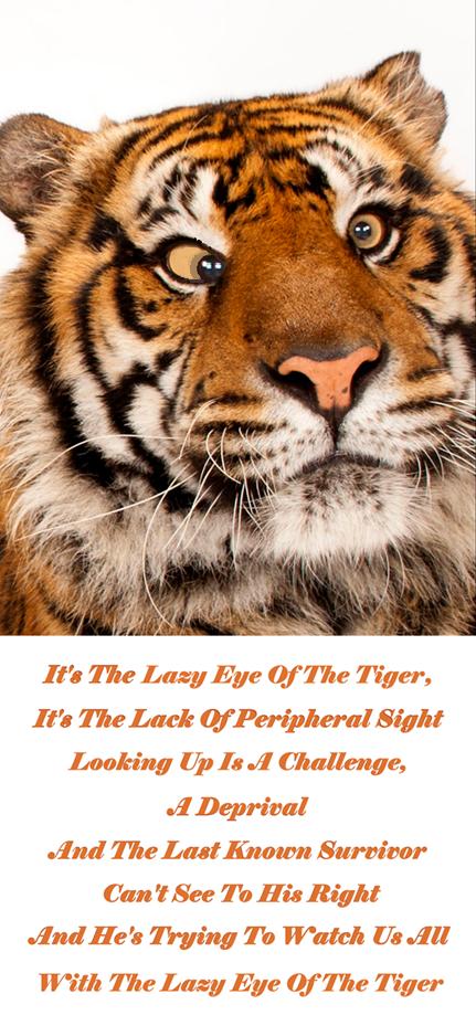 Lazy Eye Of The Tiger.png
