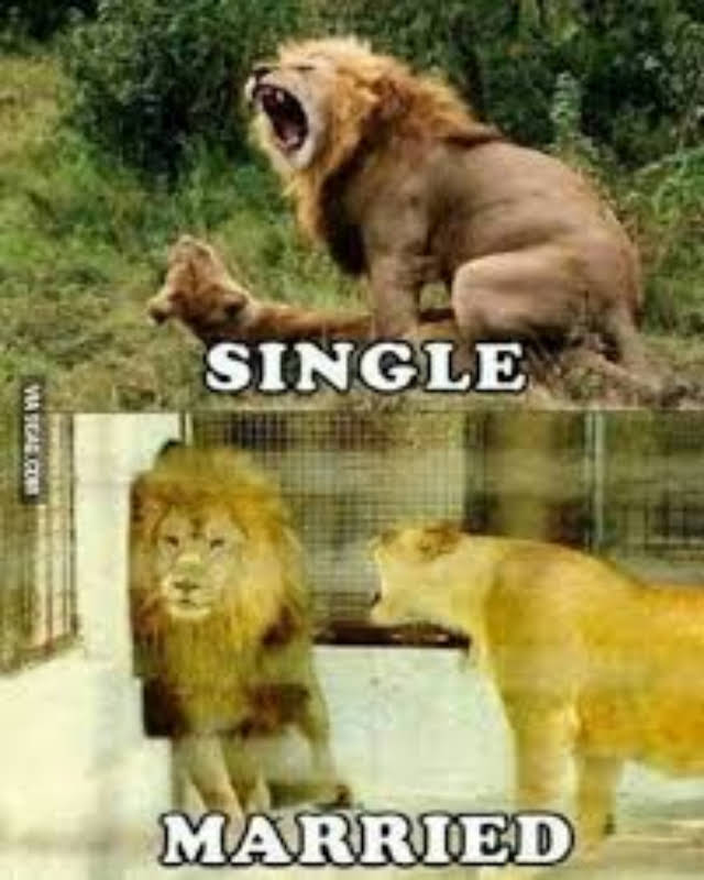 lions.jpg