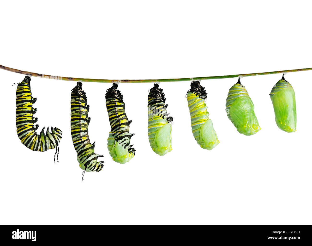 monarch-caterpillar-in-various-stages-of-shedding-until-the-skin-falls-away-and-a-chrysalis-to...jpg