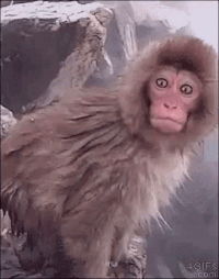 monkey.gif