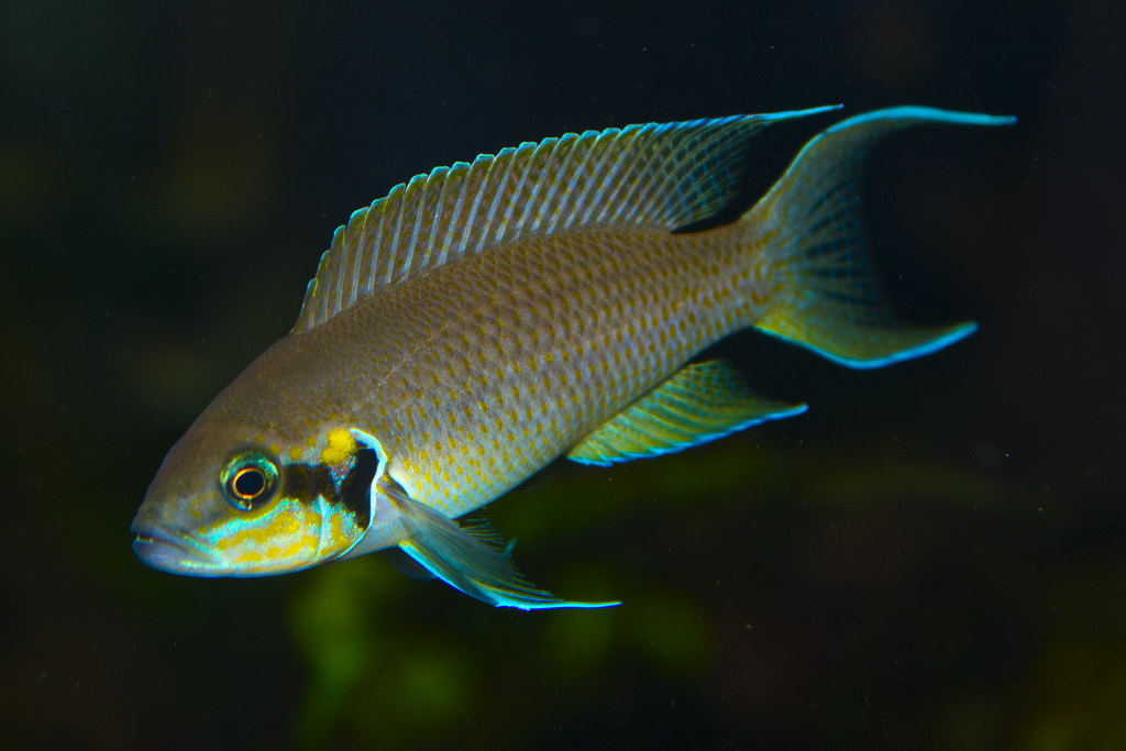 Neolamprologus_brichardi_3-1687576792.jpg