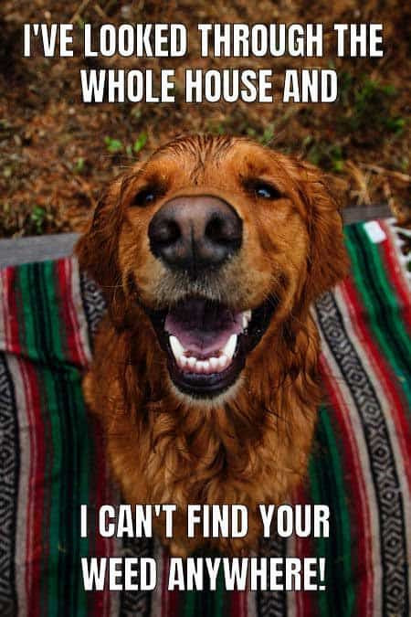 New-Hot-Funniest-Dog-Memes-to-Welcome-2020-25.jpg