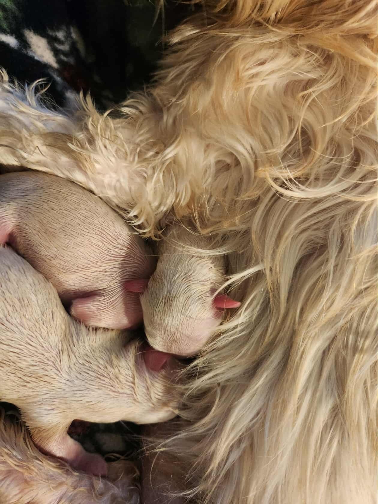 puppies.jpg