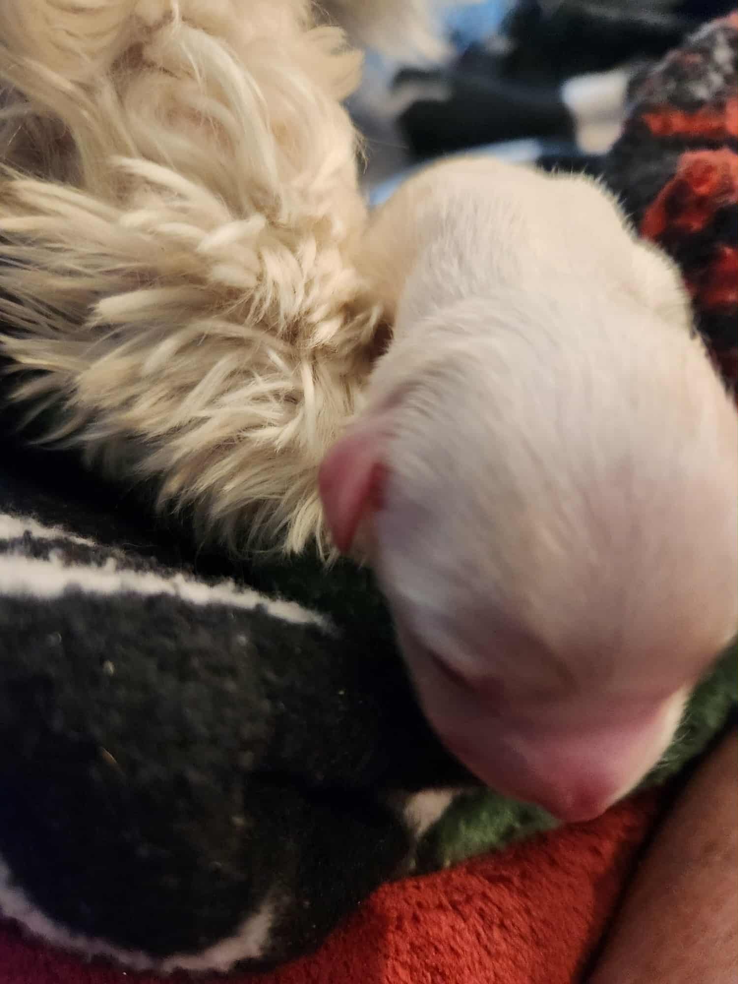 puppy.jpg