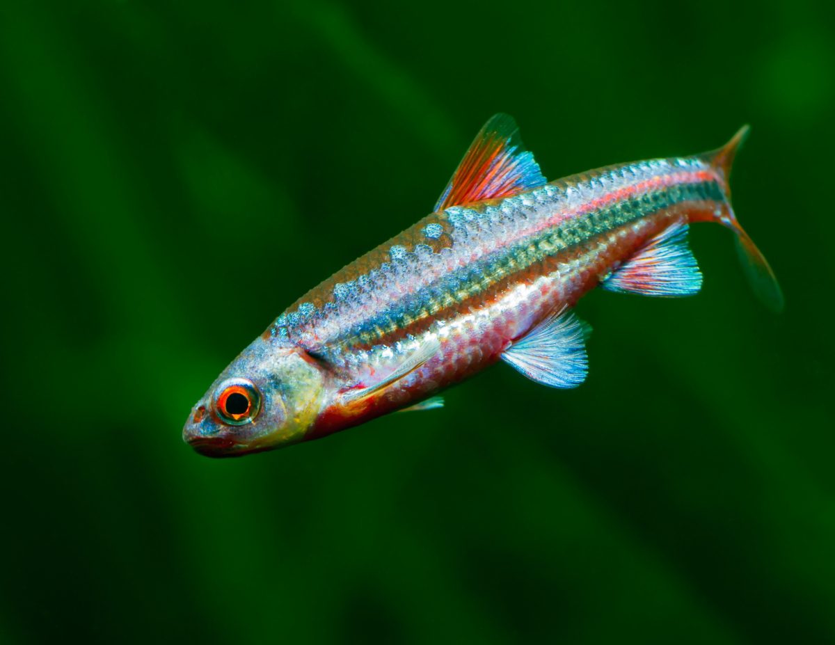 Rainbow-Shiner-0019-RT-1200x0-c-default-1314797765.jpg