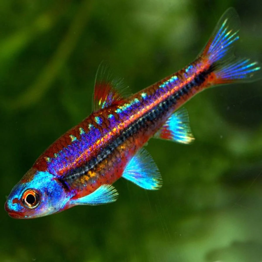 rainbowshiner2_1512x-e1648935759163-197736067.png