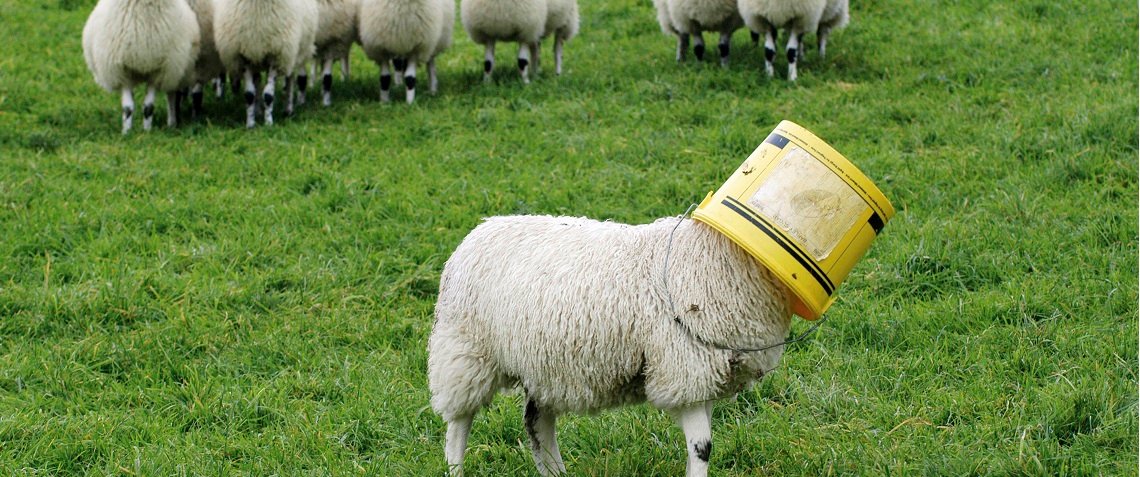 sheep.jpg