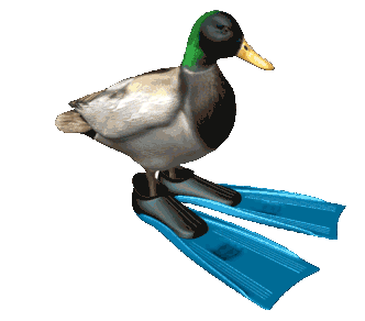 spinning-duck.gif