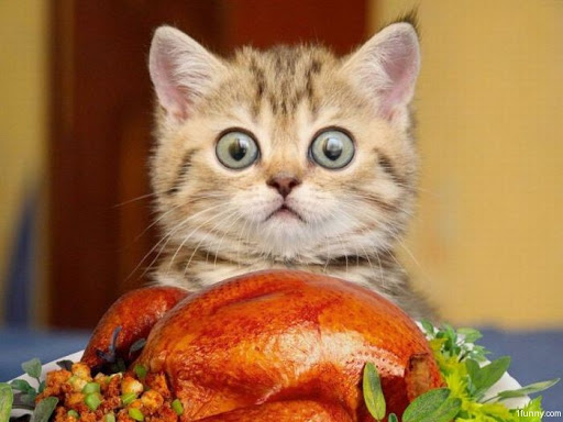 turkeykitten.jpg
