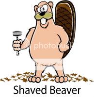 shaved20beaver.jpg