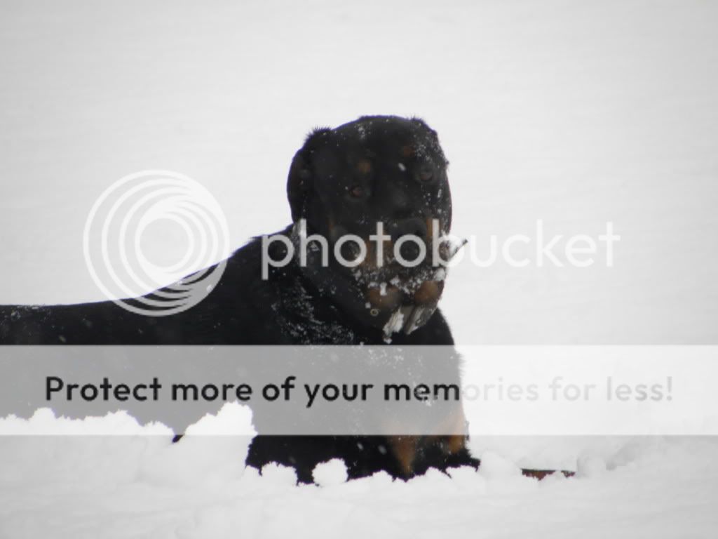 masoninsnow.jpg