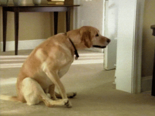 tumblr_lsird9LHtp1qbhetko1_500.gif