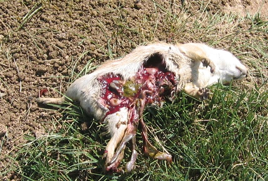 gut-shot-1.jpg