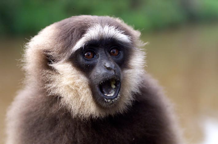GIBBON-md34P52083.jpg