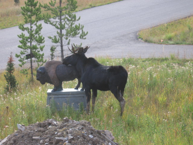 bison2.jpg