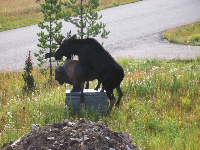 Moose.jpg