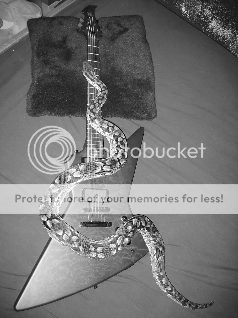 snakesonaguitar.jpg