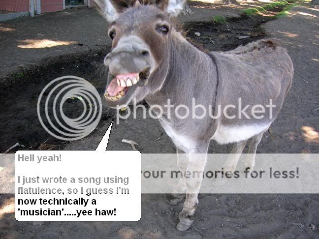 Donkey.jpg