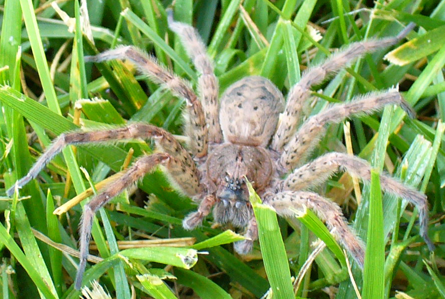 spider3.jpg