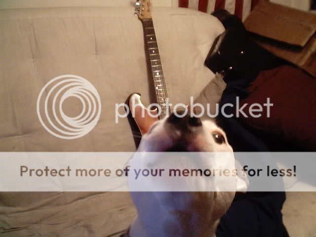 dog.jpg