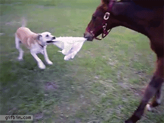 XhpkNc1_zpse8cf078e.gif