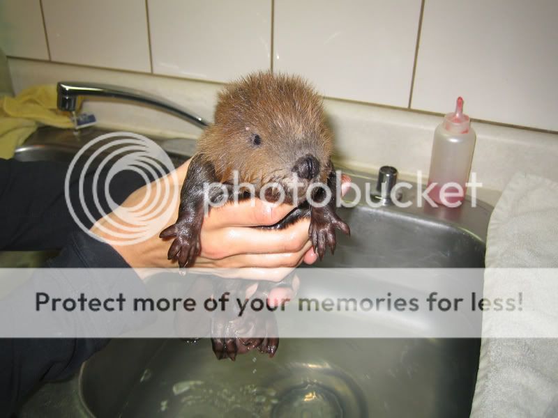 Washit.jpg
