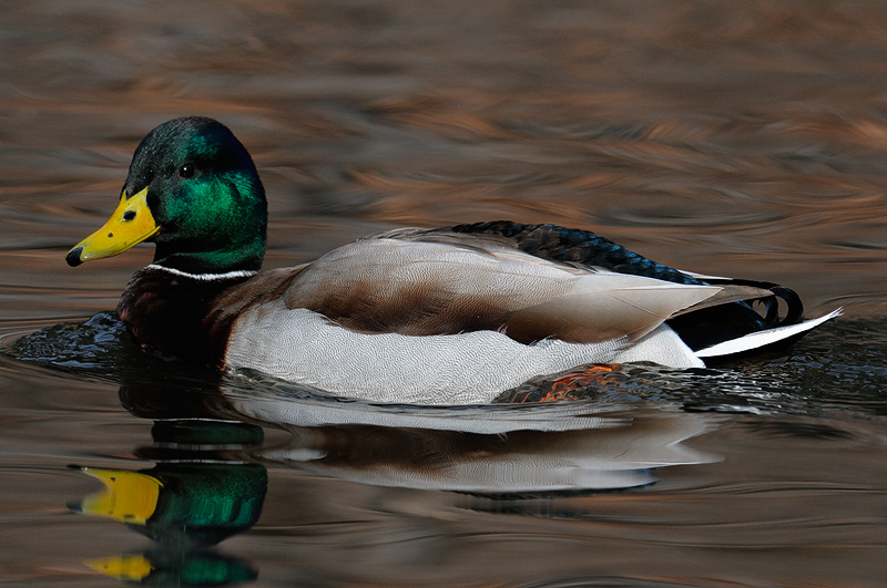 mallard-drake.jpg