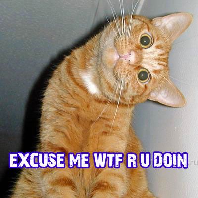 wtf_cat.jpg