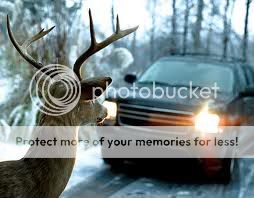 deer.jpg