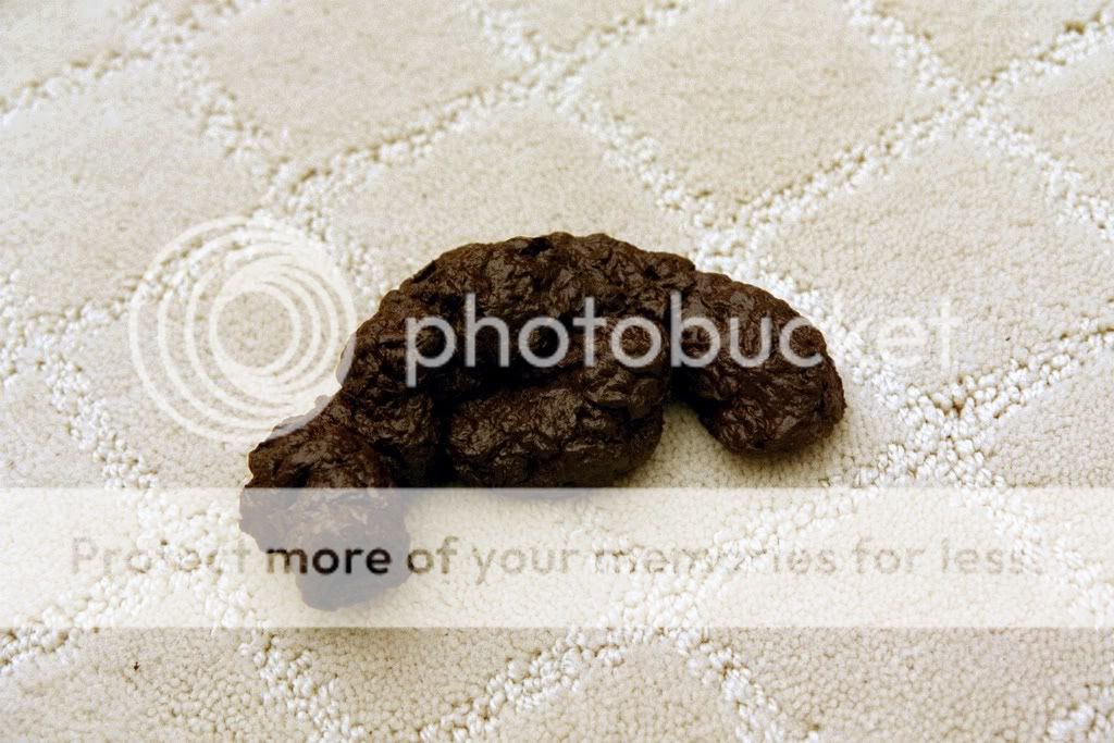 DogPoop102.jpg