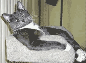 download.gif